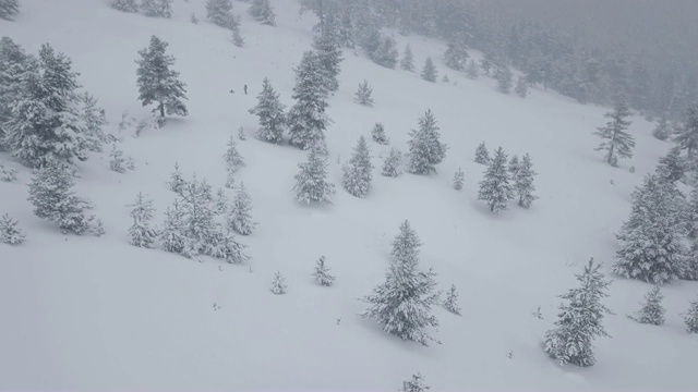 雪花在森林中向前移动视频下载