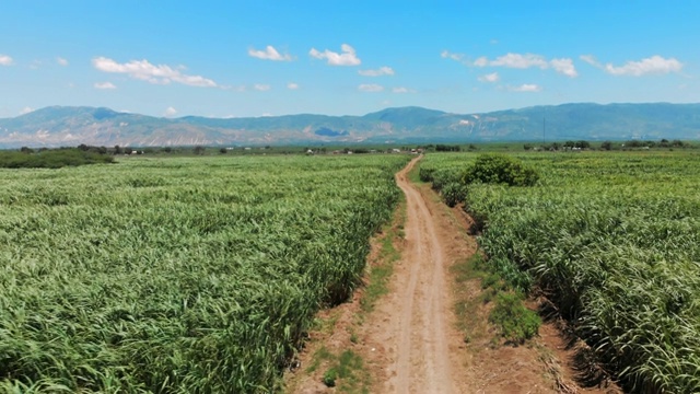 鸟瞰甘蔗田中的土路，后面有山脉视频素材