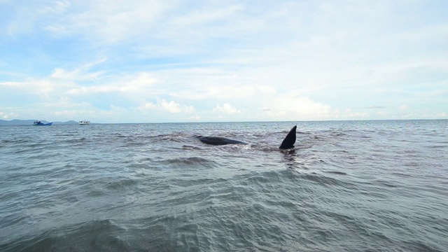 抹香鲸搁浅视频素材