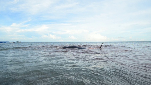 抹香鲸搁浅视频素材