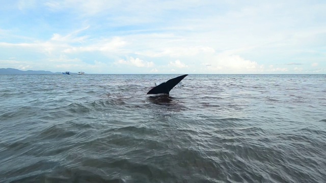 抹香鲸搁浅视频素材