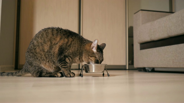 近距离的猫吃干的食物从一个碗视频素材