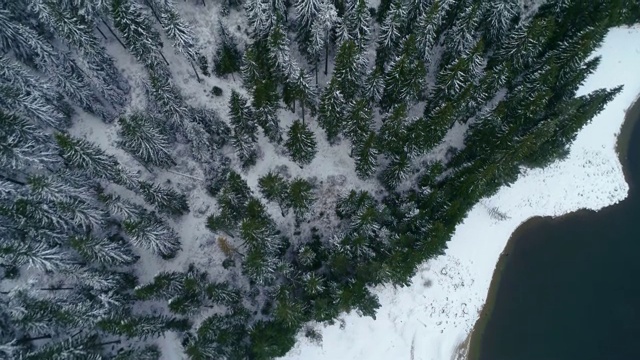 鸟瞰图的冬季山在雾，在白雪覆盖的森林视频素材