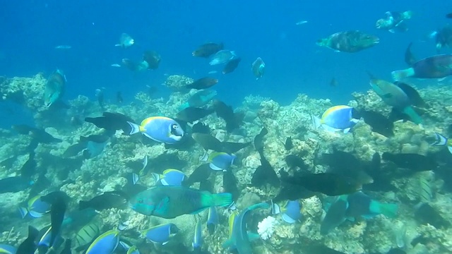 一群黑鹦嘴鱼的未经剪辑的镜头(黑Scarus niger)视频素材