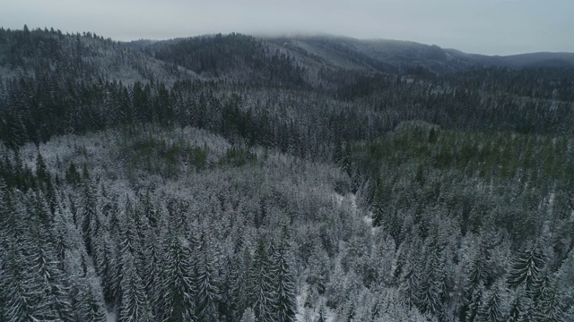 鸟瞰图的雪冠松林，深雪覆盖，白色帽子林地，全景，不同的视角视频素材