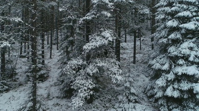 鸟瞰图的雪顶松林，深雪覆盖，白色帽子林地，全景，横向运动的视角视频素材