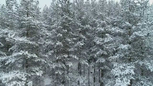 鸟瞰图的雪顶松林，深雪覆盖，白色帽子林地，全景，横向运动的视角视频素材