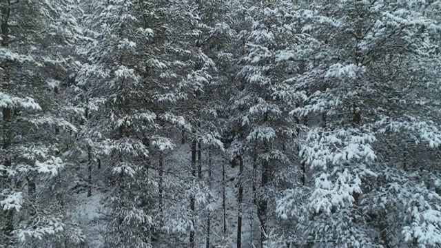 鸟瞰图的雪顶松林，深雪覆盖，白色帽子林地，全景，横向运动的视角视频素材