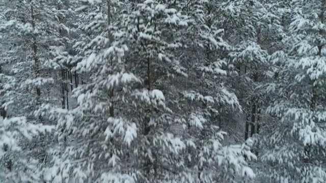 鸟瞰图的雪顶松林，深雪覆盖，白色帽子林地，全景，横向运动的视角视频素材