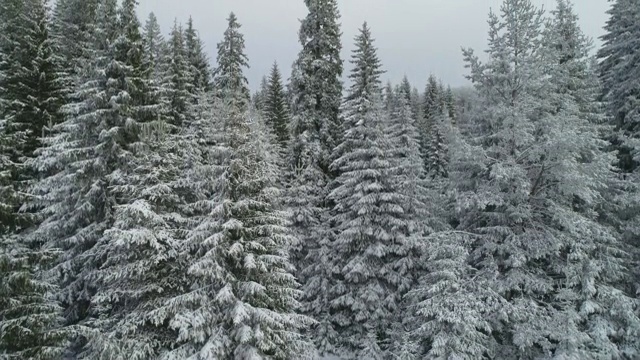 鸟瞰图的雪冠松林，深雪覆盖，白色帽子林地，全景，不同的视角视频素材