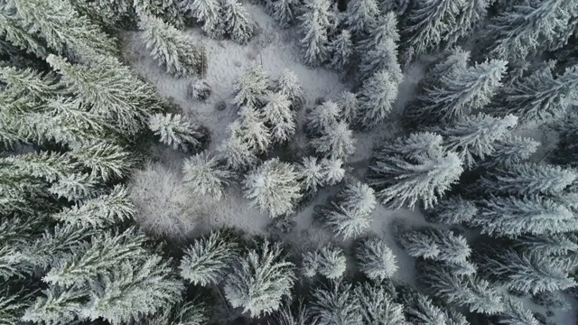 鸟瞰图俯瞰雪冠松林，深雪覆盖，白帽林地，全景，正上方视频素材