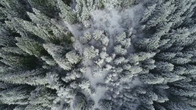 鸟瞰图俯瞰雪冠松林，深雪覆盖，白帽林地，全景，正上方视频素材