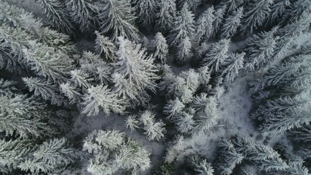 鸟瞰图俯瞰雪冠松林，深雪覆盖，白帽林地，全景，正上方视频素材