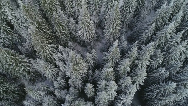 鸟瞰图俯瞰雪冠松林，深雪覆盖，白帽林地，全景，正上方视频素材