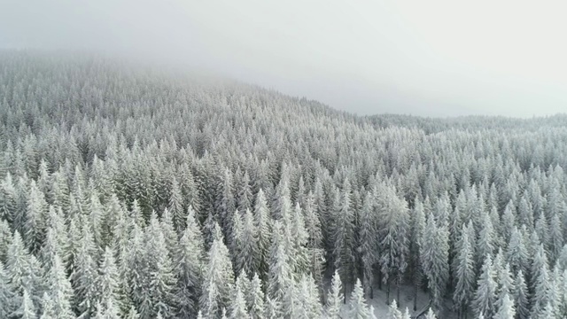 鸟瞰图上的雪山森林与低晨雾，深雪覆盖，白色帽子林地，全景，不同的视角视频素材