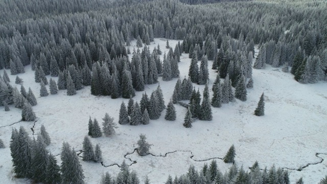 鸟瞰积雪覆盖的松林和蜿蜒的小河床，厚厚的积雪，白帽林地，全景，不同的视角视频素材