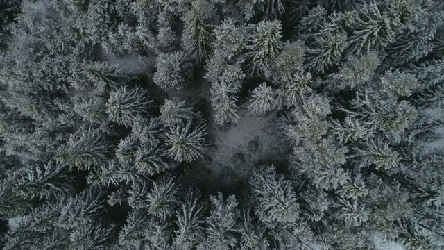 鸟瞰图俯瞰雪冠松林，深雪覆盖，白帽林地，全景，正上方视频素材