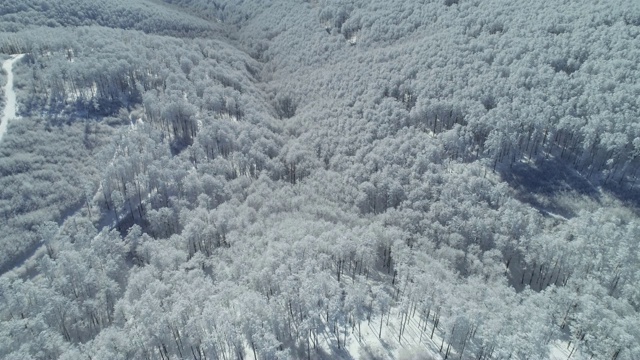 鸟瞰图的雪冠松林，深雪覆盖，白色帽子林地，全景，不同的视角视频素材