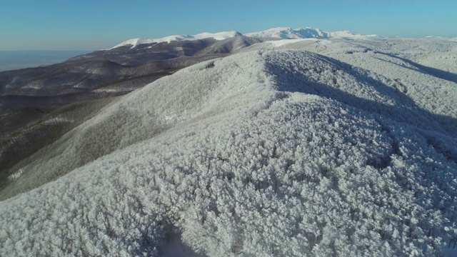 鸟瞰图的雪冠松林，深雪覆盖，白色帽子林地，全景，不同的视角视频素材