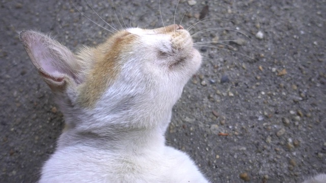 美丽的街道猫看起来可爱的地板上。视频素材