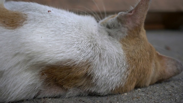 美丽的街道猫看起来可爱的地板上。视频素材