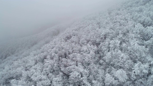 鸟瞰图的冬季山在雾，在白雪覆盖的森林视频素材