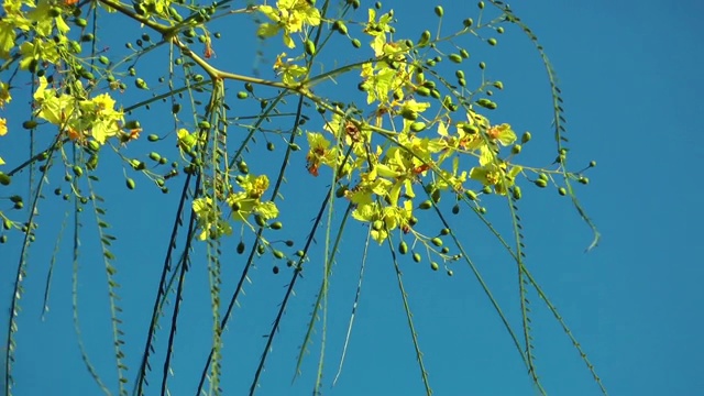 美丽的植物在自然界的花视频素材