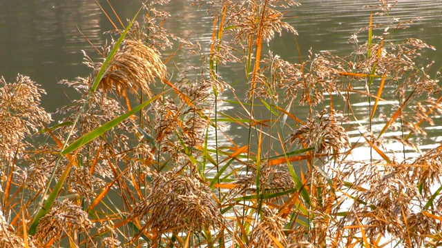 芦苇和湖视频素材画面1