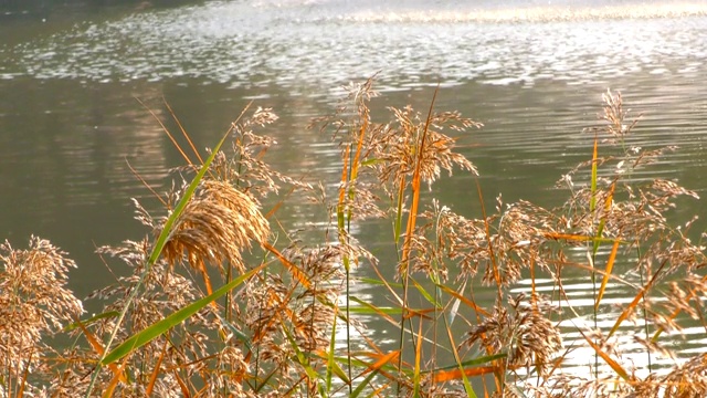 芦苇和湖视频素材画面3