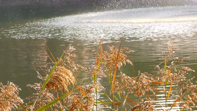 芦苇和湖视频素材画面4