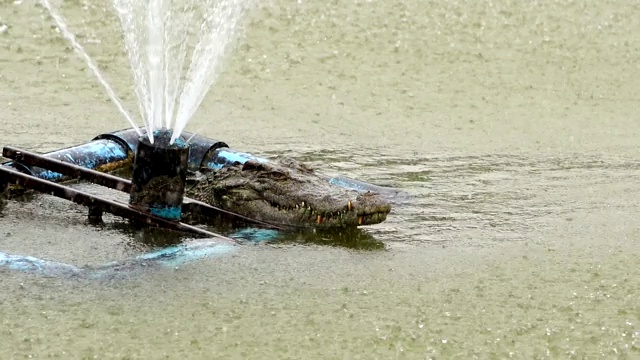 鳄鱼带着水滴漂浮视频素材