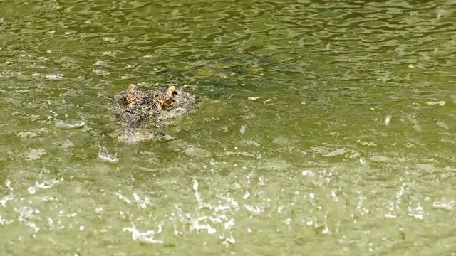 鳄鱼带着水滴漂浮视频素材