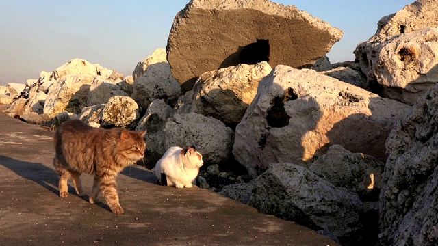 多石的海岸。没有人，只有流浪猫坐在石头上视频素材