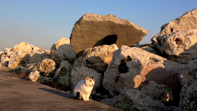 多石的海岸。没有人，只有流浪猫坐在石头上视频素材