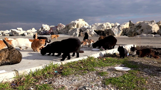 流浪猫在海边吃东西视频素材