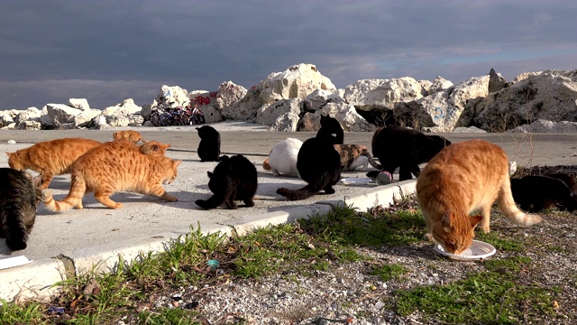 流浪猫在海边吃东西视频素材