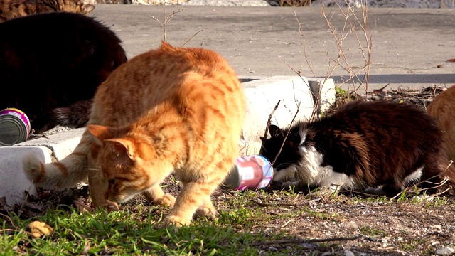 街头猫在海边吃东西，特写镜头视频素材