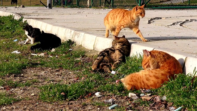 街上的猫坐在人行道边的草坪上视频素材