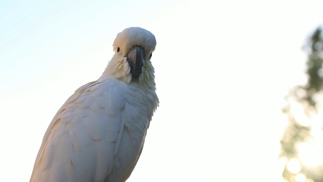 硫冠凤头鹦鹉(Cacatua galerita)肖像视频素材