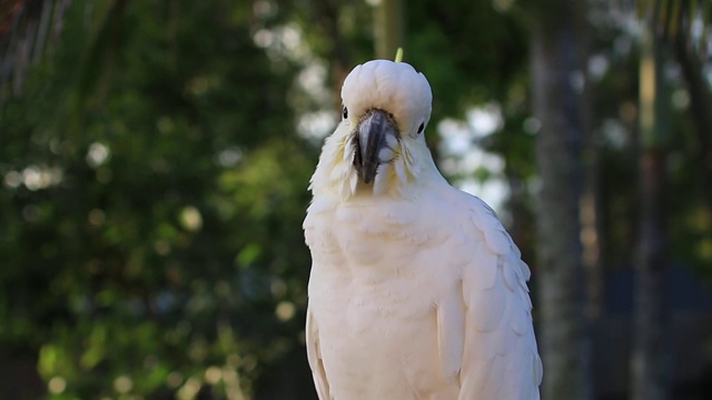 硫冠凤头鹦鹉(Cacatua galerita)肖像视频素材