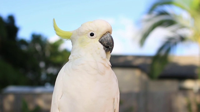 硫冠凤头鹦鹉(Cacatua galerita)肖像视频素材