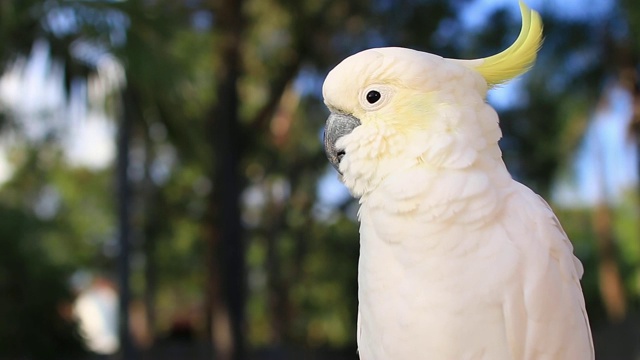 硫冠凤头鹦鹉(Cacatua galerita)肖像视频素材