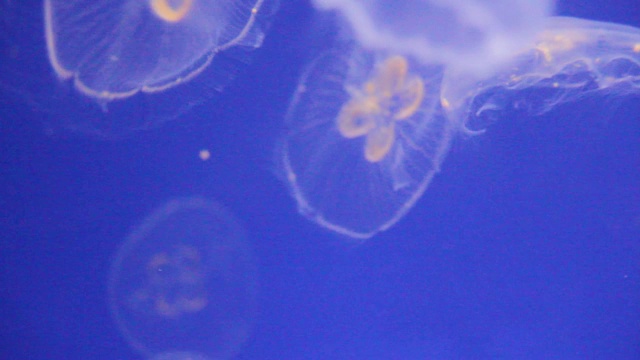 月水母生物发光生物荧光在蓝色灯光下，月水母品种游泳水下水族馆的背景录像视频素材