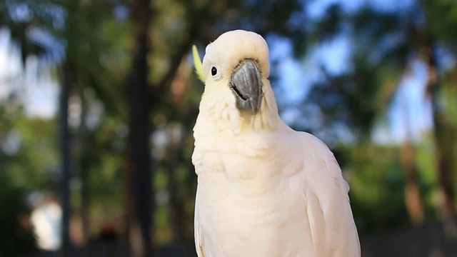 这只硫冠凤头鹦鹉(Cacatua galerita)在早晨视频素材