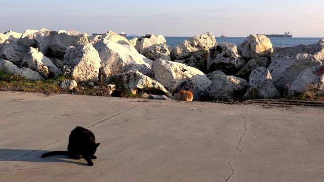 流浪猫，一黑一红在海边视频素材