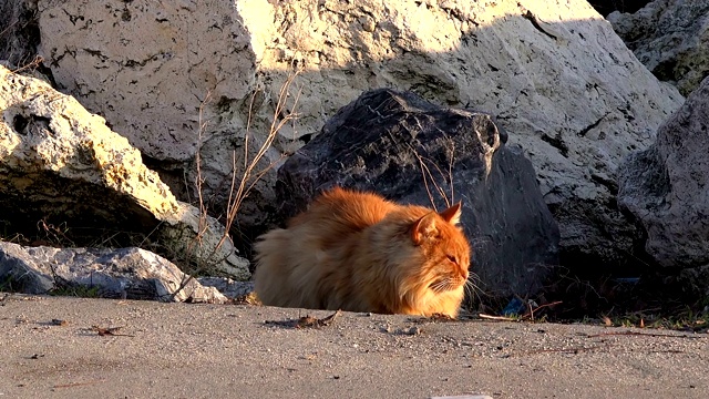 长头发的红猫坐在大石头旁边视频素材