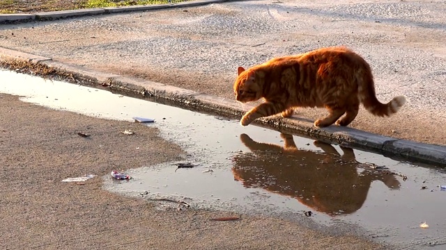 街头的猫视频素材