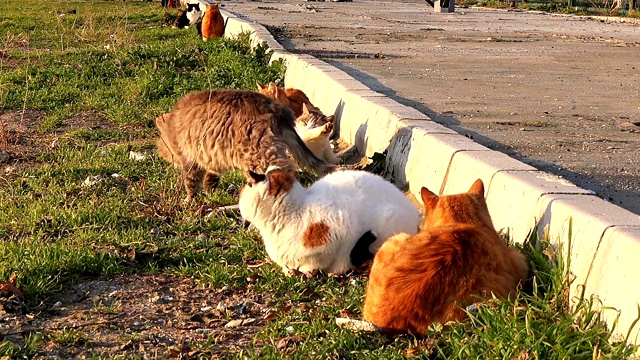 街上的猫坐在人行道边的草坪上视频素材