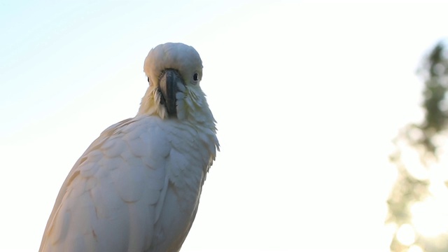 这只硫冠凤头鹦鹉(Cacatua galerita)在早晨视频素材