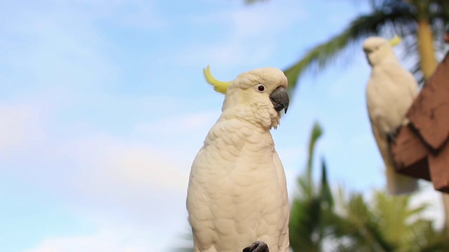 硫冠凤头鹦鹉(Cacatua galerita) 2只视频素材